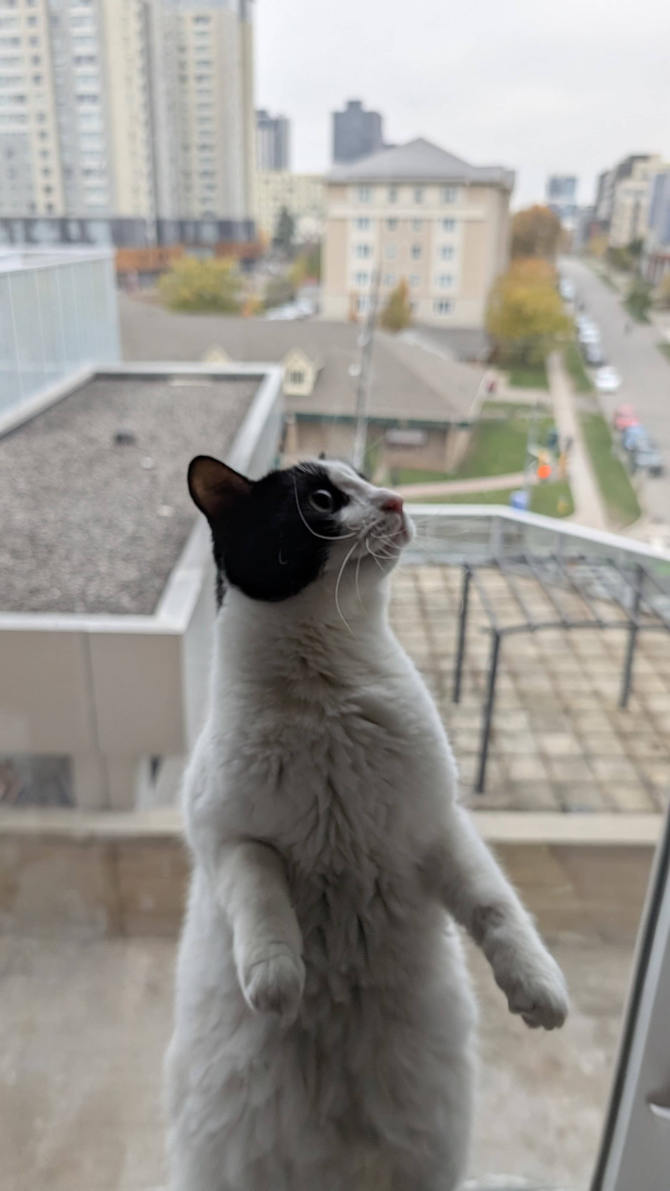 Luna the cat